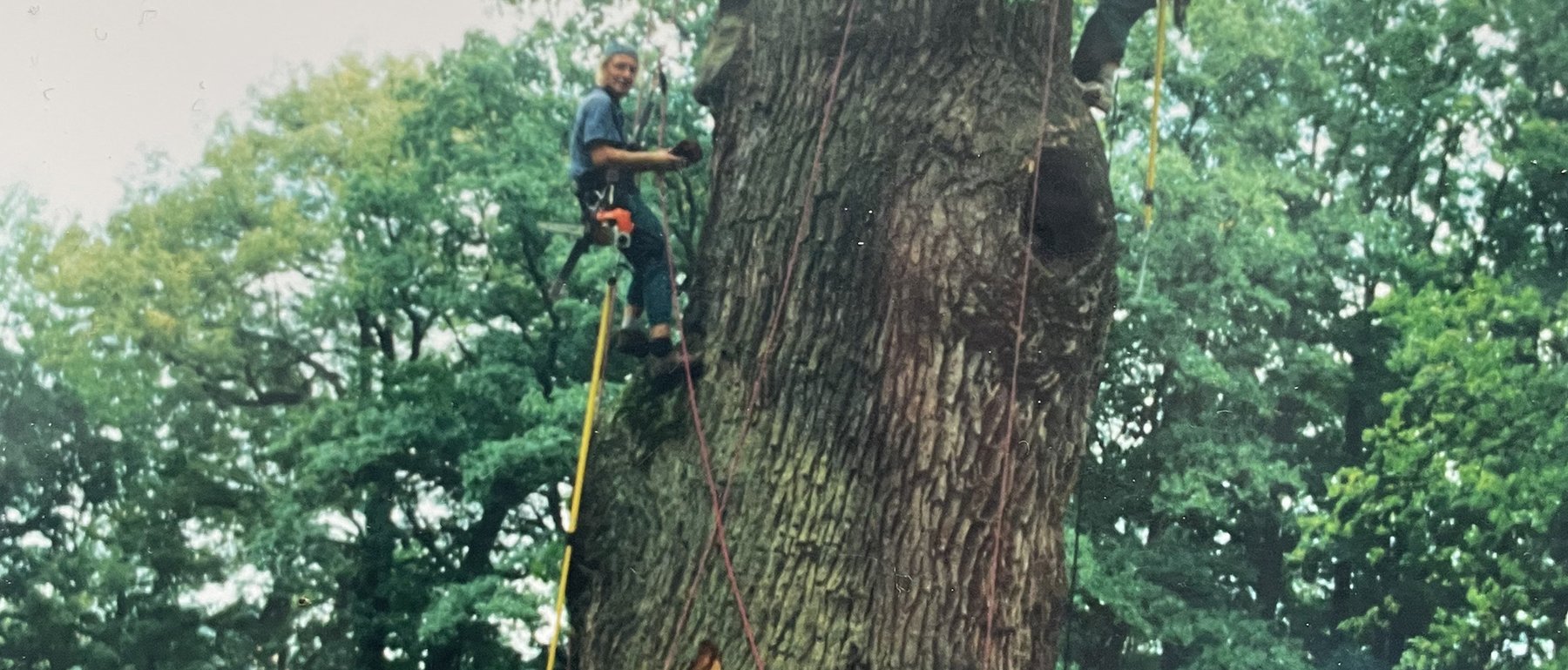Arborista na žebříku u kmene vzrostlého dubu