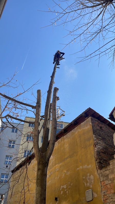 Redukce lípy a javoru, Nuselská 69, zima 2025 — fotografie 9 z 23