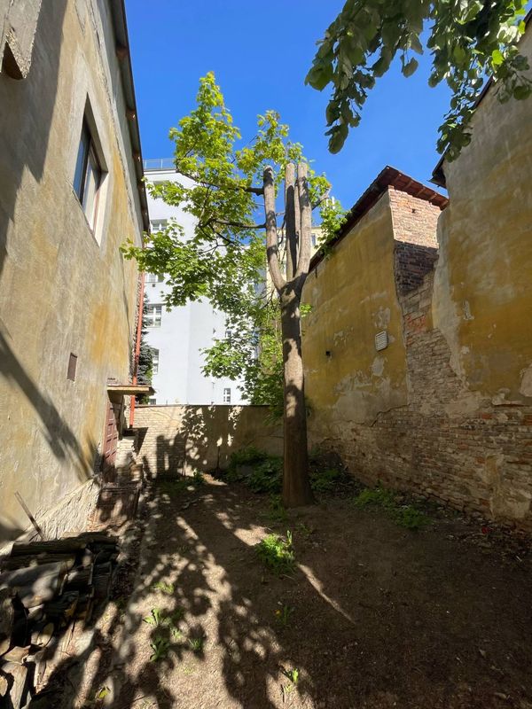 Redukce lípy a javoru, Nuselská 69, zima 2025 — fotografie 21 z 23