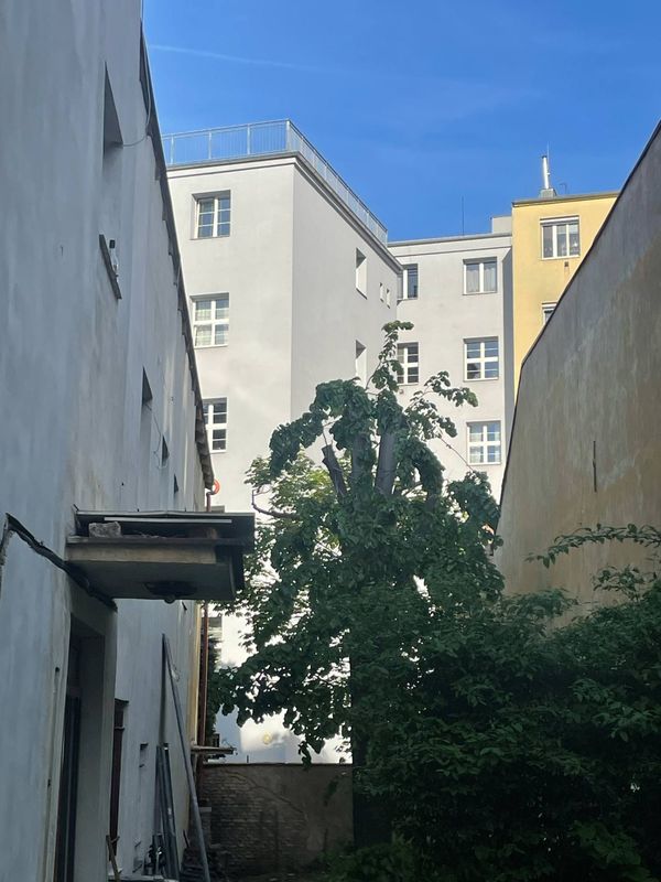 Redukce lípy a javoru, Nuselská 69, zima 2025 — fotografie 22 z 23