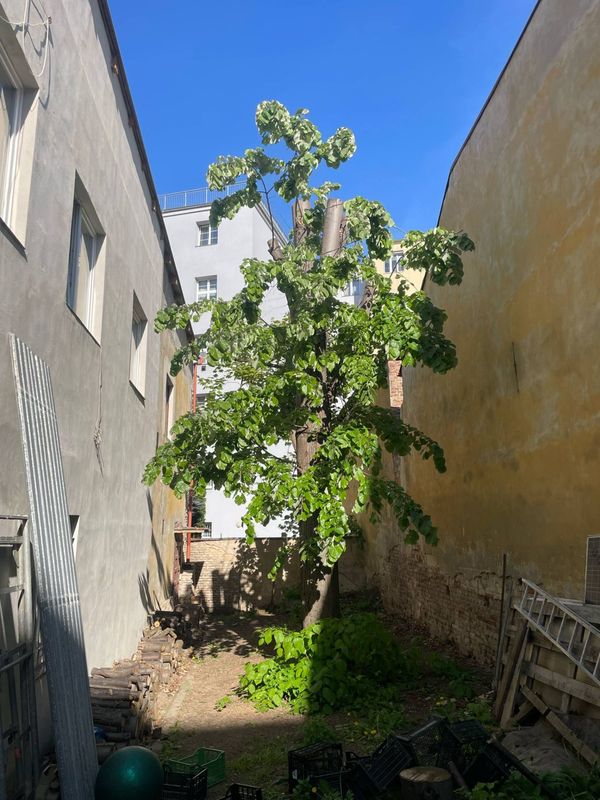 Redukce lípy a javoru, Nuselská 69, zima 2025 — fotografie 23 z 23