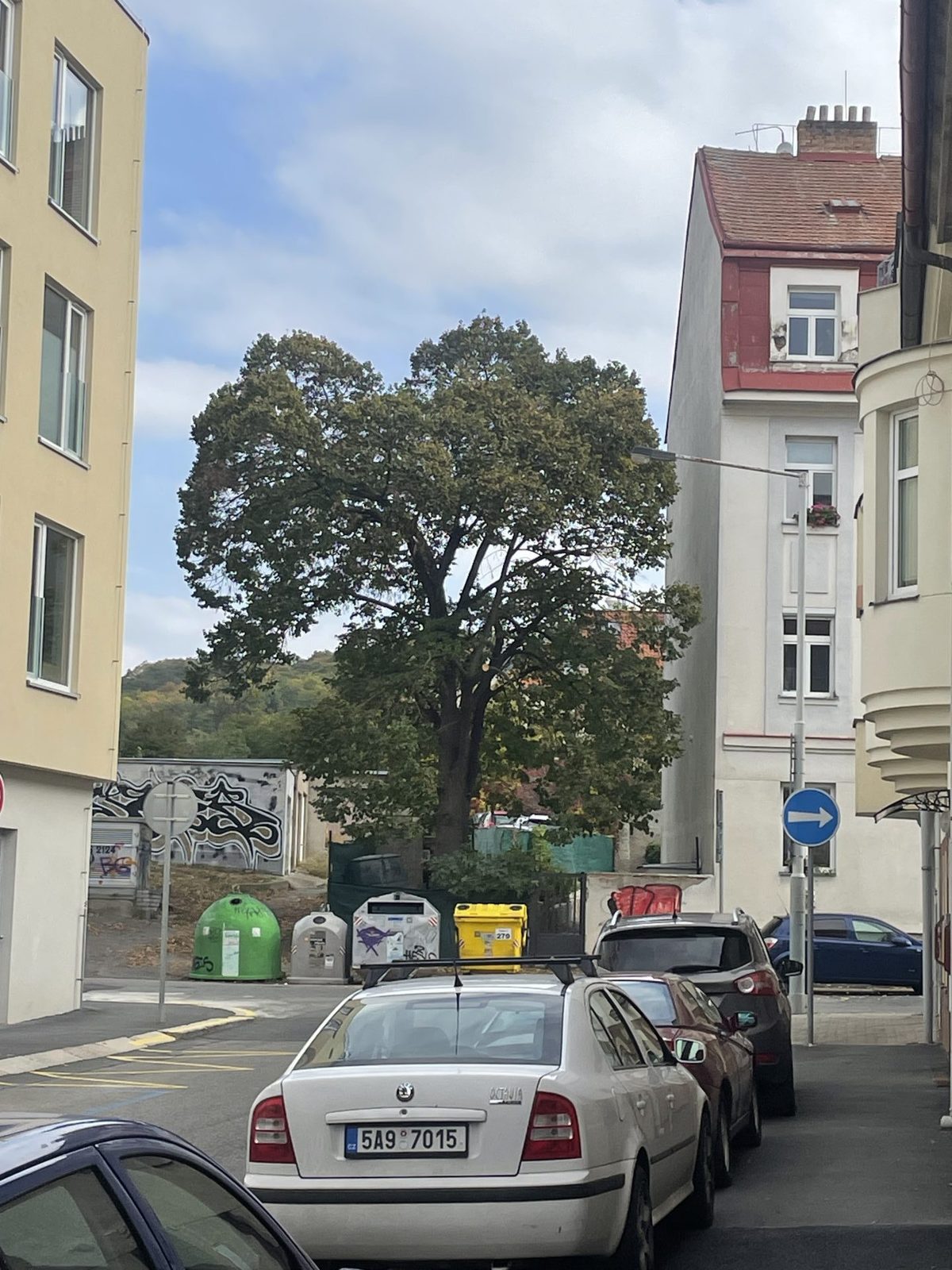Redukce lípy, Tyršův vrch — fotografie 1 z 4