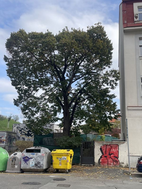 Redukce lípy, Tyršův vrch — fotografie 2 z 4
