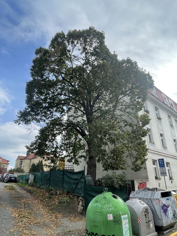 Redukce lípy, Tyršův vrch — fotografie 3 z 4