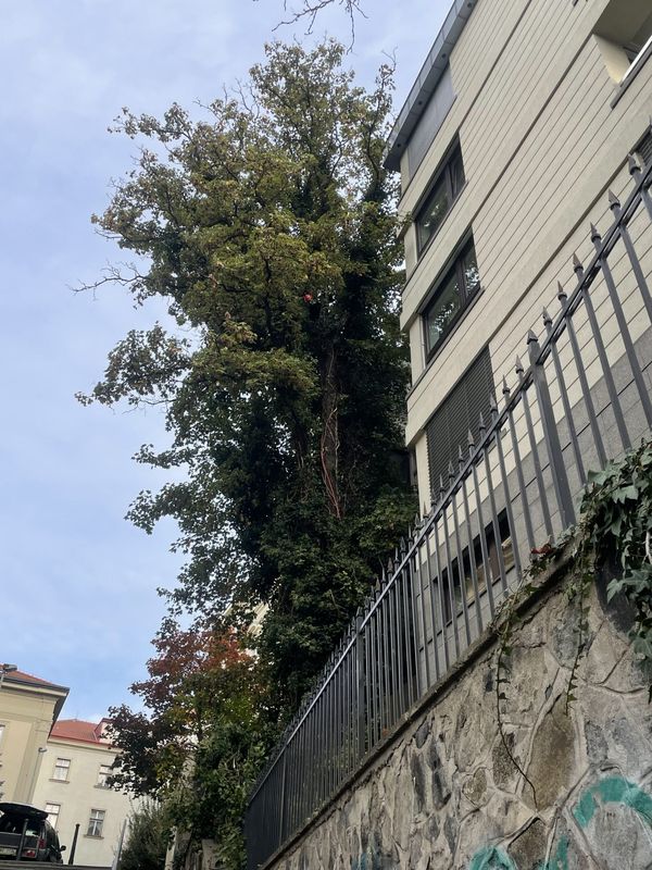 Rezidence Charlotta Nouvelle, Jana Masaryka Praha - Vinohrady, redukce 2 javorů — fotografie 13 z 13