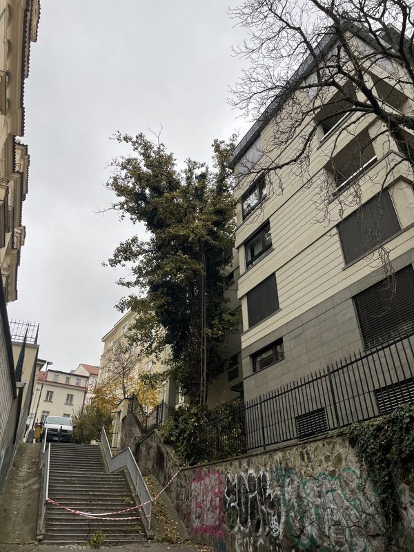Rezidence Charlotta Nouvelle, Jana Masaryka Praha - Vinohrady, redukce 2 javorů — fotografie 12 z 13