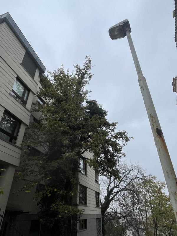 Rezidence Charlotta Nouvelle, Jana Masaryka Praha - Vinohrady, redukce 2 javorů — fotografie 8 z 13