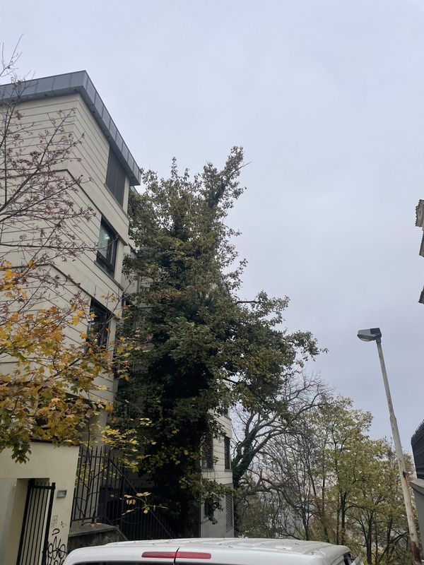 Rezidence Charlotta Nouvelle, Jana Masaryka Praha - Vinohrady, redukce 2 javorů — fotografie 7 z 13