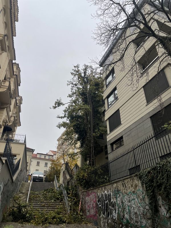Rezidence Charlotta Nouvelle, Jana Masaryka Praha - Vinohrady, redukce 2 javorů — fotografie 6 z 13