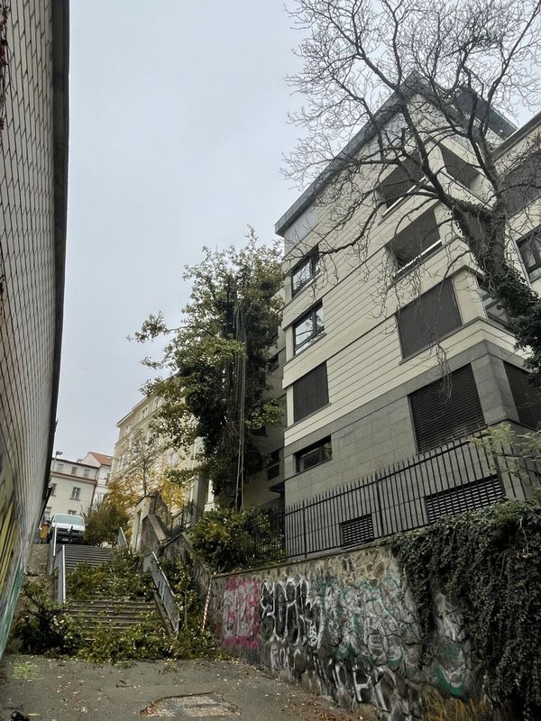 Rezidence Charlotta Nouvelle, Jana Masaryka Praha - Vinohrady, redukce 2 javorů — fotografie 5 z 13