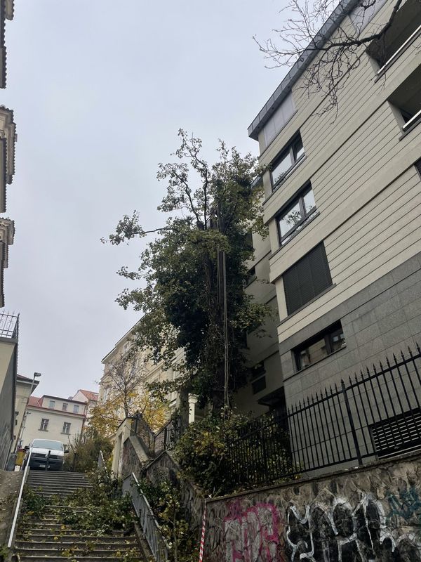 Rezidence Charlotta Nouvelle, Jana Masaryka Praha - Vinohrady, redukce 2 javorů — fotografie 4 z 13