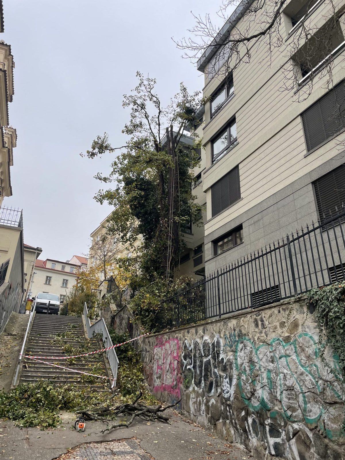 Rezidence Charlotta Nouvelle, Jana Masaryka Praha - Vinohrady, redukce 2 javorů — fotografie 1 z 13