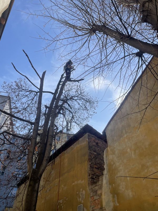 Redukce lípy a javoru, Nuselská 69, zima 2025 — fotografie 5 z 23