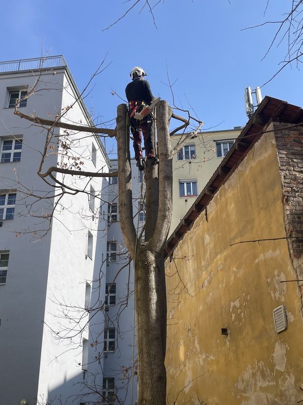 Redukce lípy a javoru, Nuselská 69, zima 2025 — fotografie 11 z 23