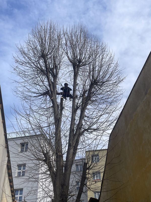 Redukce lípy a javoru, Nuselská 69, zima 2025 — fotografie 13 z 23
