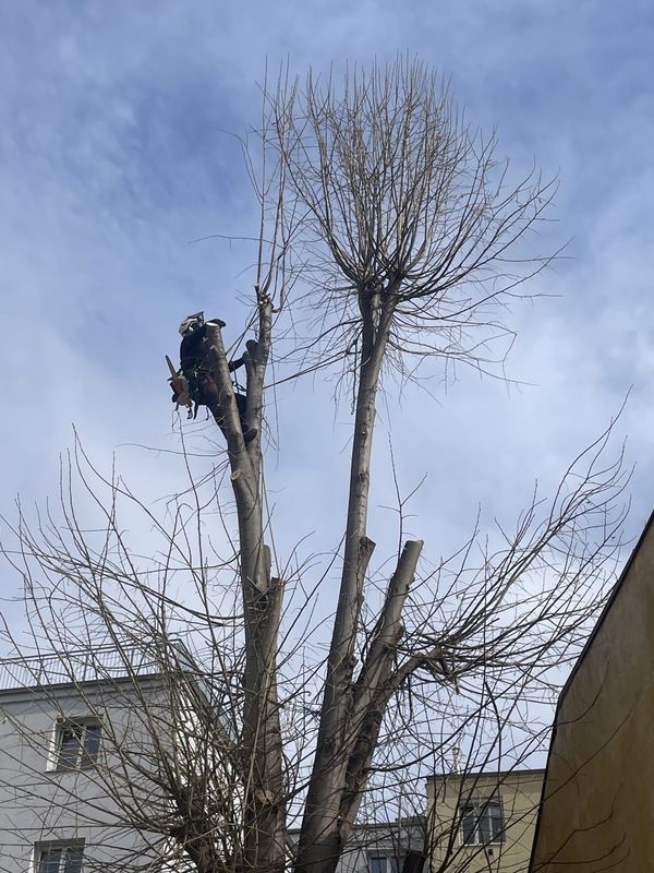 Redukce lípy a javoru, Nuselská 69, zima 2025 — fotografie 14 z 23