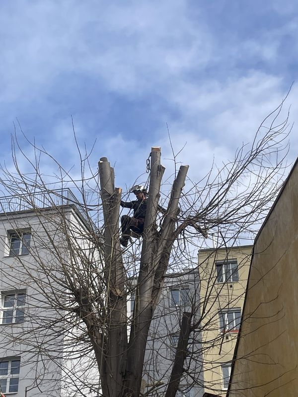 Redukce lípy a javoru, Nuselská 69, zima 2025 — fotografie 16 z 23