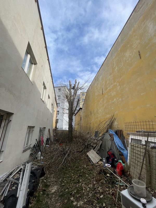Redukce lípy a javoru, Nuselská 69, zima 2025 — fotografie 17 z 23