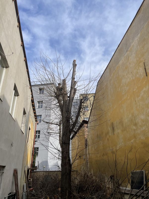 Redukce lípy a javoru, Nuselská 69, zima 2025 — fotografie 18 z 23