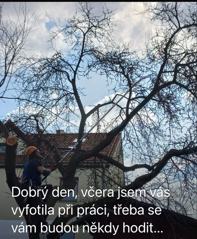 Redukce lípy a javoru, Nuselská 69, zima 2025 — fotografie 19 z 23