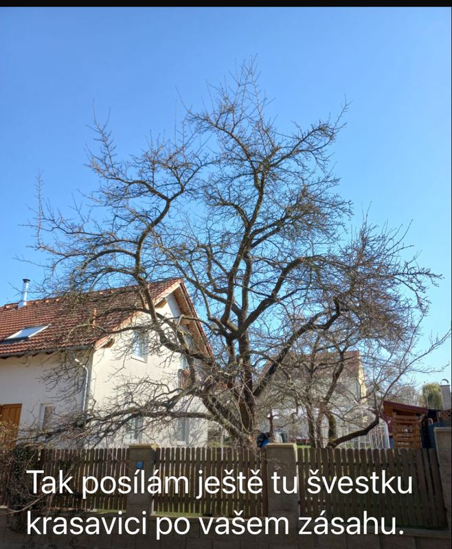 Redukce lípy a javoru, Nuselská 69, zima 2025 — fotografie 20 z 23