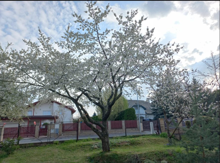 Křeslice, duben 2025 — fotografie 1 z 3